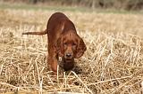 SETTER IRLANDAIS 530